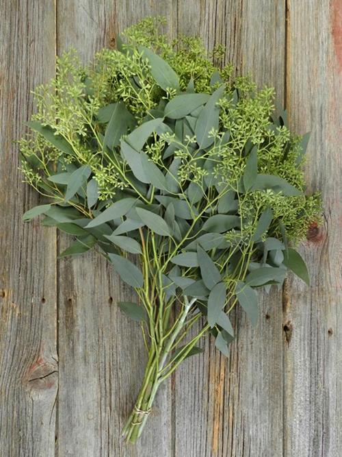 SEEDED  GREEN EUCALYPTUS